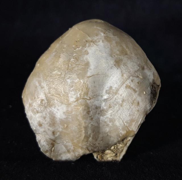 Sellithyris subsella LEYMERIE 1846 - Bild © FossNet FossilienStore